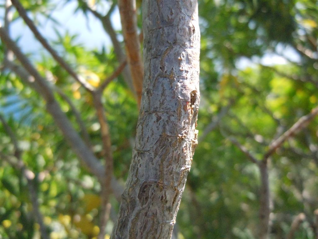 Capo Miseno (NA) :Euphorbia dendroides